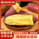 慧供海南特產(chǎn)正宗橋頭地瓜原產(chǎn)地直發(fā)新鮮沙地紅薯現(xiàn)挖黃心板栗番薯糯 凈重5斤中果【單果50-100g】