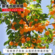 花翁杏樹(shù)果苗盆栽嫁接早熟金太陽(yáng)庭院 杏樹(shù)（50-80cm高）源頭直發(fā)