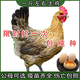 一斤半斤純種小土雞苗農(nóng)村散養(yǎng)走地雞青腳雞小雞活苗笨雞脫溫苗仔 一斤左右土雞 4只裝(3母1公)