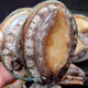 2斤20只10頭特大鮑魚(yú)6-7cm鮮活海捕特大鮑魚(yú)新鮮冷凍特大鮑魚(yú) 970g 6-7cm20只帶冰