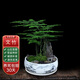 文竹盆栽植物室內客廳中式禪意盆景好養綠植辦公室擺件創(chuàng  )意花卉 山水盆【文竹】 整套成品（山石苔蘚，帶盆種好）