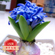 歐悟 進口帶芽風(fēng)信子種球 室內(nèi)盆栽花卉綠植耐寒易活植物水培花卉球根 藍星 單顆種球 單顆種球不含盆