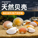 寵小帥天然扇貝殼魚缸造景海洋世界裝飾品海螺水族箱擺件貝殼斗魚缸造景 天然扇貝殼【3個】