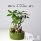 綠蔭巷子發(fā)財(cái)樹盆栽室內(nèi)桌面創(chuàng)意綠植招財(cái)樹文竹室內(nèi)文竹旺宅送禮禮物 栽好發(fā) 奇趣發(fā)財(cái)樹【綠巖石盆】一鹿發(fā)財(cái)