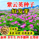 譽(yù)滿園紫云英種子綠肥種子紫云英草種籽養(yǎng)蜂蜜源紅花草籽紅花草種子果園 進(jìn)口紫云英種子1斤