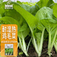 IDEAL理想農(nóng)業(yè) 雞毛菜種子夏季耐熱速生小白菜籽陽(yáng)臺(tái)盆栽易種蔬菜種子