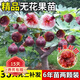 歐悟無花果樹苗高產(chǎn)水果苗特大無花果苗南北方陽臺(tái)種植盆栽地栽果樹苗 6年大苗兩顆裝優(yōu)惠【品種備注】 60cm(含)-165cm(不含)