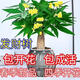 新品發(fā)財樹(shù)盆栽室內植物客廳吸甲醛常青辦公室花綠植 紅顏【四季長(cháng)青 驅蚊好養】 15年精選苗包成活【驅蚊200平方+肥】