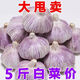 【新干蒜】特級大蒜干蒜特大9成干山東大蒜便宜東來(lái)紫皮大蒜 【農民伯伯補貼】限1件 新干蒜-5斤超大果【5A級品質(zhì)】
