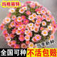 兮月瑪格麗特花種子茼蒿菊室外景觀(guān)花園美化室內陽(yáng)臺盆栽四季種花種籽 瑪格麗特種子【300?！炕焐? title=