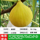 姬緣希無(wú)花果樹(shù)苗盆栽水果苗特大波姬紅苗南北方室內外盆栽地栽當年結果 金傲芬無(wú)花果苗 2年苗 根系好