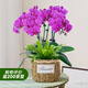 愛(ài)優(yōu)尚蝴蝶蘭帶花苞盆栽秋冬蘭花苗年宵花四季花卉植物紫竹室內(nèi)源頭直發(fā)