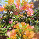 稀有三角梅新品四季開(kāi)花幼苗盆栽陽(yáng)臺好養花 變色龍【包對版成活+肥料】 八年生枝條扦插成活【花開(kāi)滿(mǎn)樹(shù)】