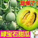 大菜鄉壽光綠寶石甜瓜苗秧帶土羊角蜜博洋九甜瓜種子四季庭院高產(chǎn)蔬菜苗 綠寶石甜瓜苗12顆+1包肥