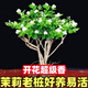 濃香型特級重瓣茉莉花大棵特大號老樁花卉綠植盆景B 苗場(chǎng)清場(chǎng)地 11年茉莉老樁一盆可泡茶