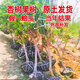 帝王特大杏樹苗帶土發(fā)貨早熟杏子樹苗嫁接盆地栽南北方種當(dāng)年結(jié)果 地徑1.5-2公分粗左右【品種備注 杏子樹苗