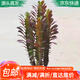 萌肉居紫龍骨仙人掌盆景多肉植物花卉紫龍骨約30cm高簡易盆源頭直發(fā)
