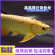 金龍魚(yú)活魚(yú)金頭過(guò)背觀賞魚(yú)熱帶淡水活體寵物店魚(yú)苗 24K高背金龍魚(yú)24-26（運(yùn)輸包損）