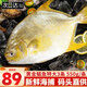 漁吻 金鯧魚(yú)新鮮海捕國產(chǎn)金鯧魚(yú) 深海魚(yú)平魚(yú)鯧魚(yú)鮮活冷凍魚(yú)類(lèi) 【3條】黃金鯧魚(yú)550g/條
