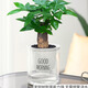 萌肉居發(fā)財樹(shù)盆栽花卉綠植水培土培觀(guān)賞植物/發(fā)財樹(shù)+早安盆源頭直發(fā)