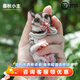 暮秋小主蜜袋鼯活物幼崽小飛鼠會(huì)滑翔蜜袋鼠寶寶蜜袋鼬活體寵物鼠活寵 原色蜜情侶組【一對(duì)】【推薦】