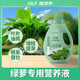 施可豐綠蘿營(yíng)養(yǎng)液水培大瓶專用肥防黃葉干尖掉葉通用性急救葉子發(fā)黃盆栽