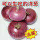限時(shí)特惠】山東洋蔥蔥紫皮紅皮洋蔥現(xiàn)挖圓蔥頭正宗大果紫洋蔥新鮮 限時(shí)鉅惠：速搶//帶箱 9斤 -大果