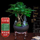 七葉蓮室內(nèi)綠植八方來財盆栽辦公桌面發(fā)財樹客廳花卉好養(yǎng)植物盆景 紫砂盆【七葉蓮】+木架 整套成品（山石苔蘚，帶盆種好）