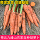 老品種非轉胡蘿卜水果新鮮現拔紅蘿卜有基肥種植蔬菜寶寶餐 5斤凈重 土胡蘿卜 農家自留種丑胡蘿卜韶關(guān)高山種植