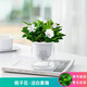 植導(dǎo)引力綠植小盆栽懶人吸水盆室內(nèi)桌面好養(yǎng)植物綠蘿發(fā)財(cái)樹(shù)多款任選 梔子花+早安吸水盆