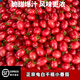 正宗電白千禧小番茄超甜新鮮圣女果櫻桃貝貝3/5斤 西紅柿小柿子酸 5斤 順豐