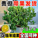 海南小金桔苗小青桔樹(shù)四季結果嫁接帶果盆栽地栽庭院種植當年結果 兩年苗