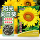 貝意品向日葵種孑子重瓣觀賞小型向日葵花種陽臺(tái)庭院盆栽葵花種籽