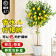 臨雅的花園香水檸檬樹苗盆栽可結(jié)果樹苗可食用大型綠植室內(nèi)客廳四季好養(yǎng)植物 檸檬樹1.2-1.4米+白色菱形盆