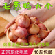 文枝新鮮小毛蔥頭東北土特產(chǎn)農家小院自種蘸醬鬼子紅小圓干大毛蔥 1000g