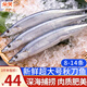 朵芙 新鮮秋刀魚(yú) 16-28條 獨立包裝刀魚(yú)秋刀魚(yú)燒烤食材冷凍海鮮水產(chǎn) 【嘗鮮秋刀魚(yú)】500g*2袋
