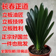 長(zhǎng)春精品立板君子蘭 寬短葉麻臉油匠勝利技師 花臉圓頭花卉盆栽苗 立板油匠1葉苗 裸根不帶土