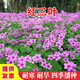 綠達(dá)進(jìn)口三葉草種子白三葉紅三葉草籽四季常青護(hù)坡綠化庭院野花組合籽 紅三葉草種子凈籽1斤抗旱抗寒