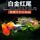 卡奇魚 孔雀魚 鳳尾魚 胎生魚 熱帶觀賞魚淡水活體魚小型魚純種好養(yǎng)易活 白金紅尾孔雀魚1對