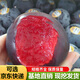 楓溢秋美國大黑李子樹(shù)苗 黑布林李子苗 黑布朗李 黑布林樹(shù)苗 嫁接果樹(shù)苗 3年苗