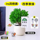 臨雅霧凇放青松綠植放輕松植物好養活四季辦公室桌面工位綠植室內盆栽 霧凇+奶黃豎紋盆+鋪面黑石