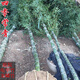 四季常青盆景植物庭院別墅地栽竹子苗珍貴龜甲竹子苗盆栽陽(yáng)臺龜背龍鱗竹珍貴品種 精品羅漢竹【2公分粗】買(mǎi)一顆送一顆 不含盆