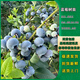 嫣藍果樹(shù)苗藍莓苗水果苗當年結果盆栽地栽?shī)W尼爾4年苗1棵源頭直發(fā)