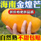 海南金煌芒新鮮青皮金煌芒水果當(dāng)季現(xiàn)摘青黃皮金煌水仙芒大果整箱 9-10斤 【優(yōu)選大果】約250g皮薄肉厚