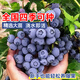花翁果樹苗盆栽耐寒南北方種植 精品藍莓/綠寶石40-50cm高源頭直發(fā)
