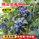 嫣藍果樹(shù)苗藍莓苗水果苗當年結果盆栽地栽薄霧5年苗1棵源頭直發(fā)