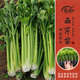 壽禾 芹菜苗帶土發(fā)貨菜根苗新鮮蔬菜秧苗秋冬季山東菜苗 西芹芹菜苗 40棵