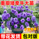 京悠雨德國(guó)品質(zhì)重瓣矮牽?；缗柙詭ЩòK菲亞陽(yáng)臺(tái)庭院爬藤垂吊植物四 主圖款【帶花發(fā)貨】精品重瓣  矮牽牛  蘇菲亞【可