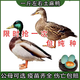 一斤純種麻鴨活苗鴨子活苗小鴨苗綠頭鴨旱鴨高產(chǎn)蛋鴨脫溫鴨苗包活 一斤左右麻鴨 6只裝(6母)