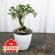 若綠小榆樹(shù)盆景盆栽樹(shù)樁露根微型小樹(shù)樁水陸景觀(guān)綠植源頭直發(fā)包郵 蓄水盆套裝